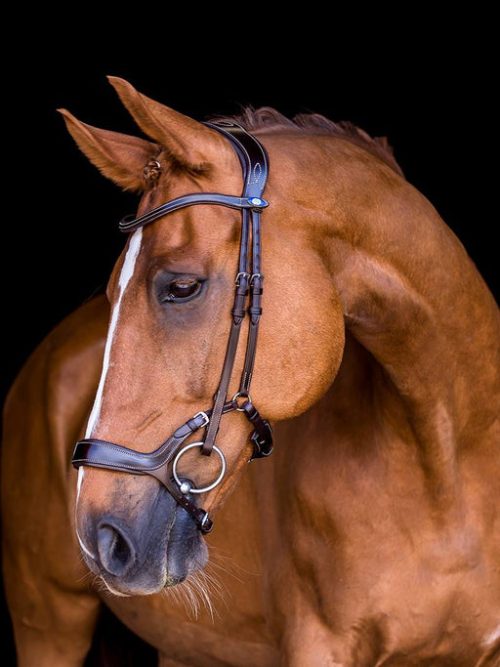 PS of Sweden Pioneer Bridle Brown with chestnut horse